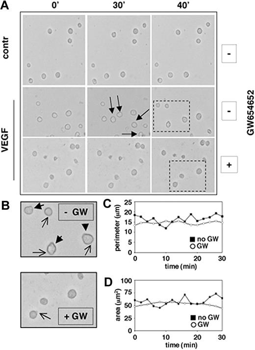 Figure 3. GW 654652 inhibits cell motility. MM.1S cells were pretreated with GW654652 (10 μg/mL) or with DMSO control (approximately 6 hours) and then plated on fibronectin-coated tissue-culture plates (35 × 10-mm plates; BD PharMingen), in the presence or absence of VEGF (100 ng/mL). Dynamic changes in MM cell morphology that mediate migration were assessed by phase-contrast TLVM. (A) Decreased cell motility after GW654652 treatment. Photographs were acquired at 2-minute intervals starting 3 hours after plating. Images shown are at 10-minute intervals, and arrows identify the movement of a single cell. Dashed rectangles identify those cells enlarged in panel B. Apostrophes indicate minutes. (B) Decreased ruffling/formation of lamellipodia and uropods after GW654652 treatment. Closed arrows indicate uropod formation, and open arrows indicate lamellipodia formation. (C-D) Cell perimeter (C) and surface area (D) illustrate morphologic changes on GW654652 treatment. Time-lapse micrographs were analyzed using SlideBook 4.0 software.