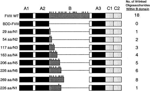 Figure 1. FVIII constructs containing B-domain variants. Constructs were prepared within B-domain-deleted-FVIII. The context for the B-domain sequence is shown schematically compared with FVIII wild-type (WT). The mutant constructs are named according to the size of the B domain as measured in amino acids (aa) and the number of consensus sites for N-linked glycosylation (vertical dashes).