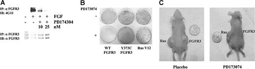 Figure 1. PD173074 inhibits FGFR3 autophosphorylation and malignant transformation by activated FGFR3. (A) Immunoblot analyses of WT FGFR3-expressing NIH 3T3 cells after incubation with PD173074, with (+) or without (-) aFGF/heparin stimulation. Anti-FGFR3 (αFGFR3) immunoprecipitates (IP) immunoblotted (IB) with anti-phosphotyrosine (4G10; top) and anti-FGFR3 (bottom). (B) NIH 3T3 cells transfected with WT FGFR3, constitutively active Y373C FGFR3, or Ras V12 were cultured in the absence (-) or presence of 25 nM PD173074. Fourteen days after transfection cellular foci were stained. (C) The 5 × 105 NIH 3T3 cells transfected with Y373C FGFR3 (right flank) or Ras V12 (left flank) were injected subcutaneously into nude mice. Mice were treated with either placebo (left) or 20 mg/kg PD173074 (right) for 9 consecutive days. Representative mice are shown 19 days after tumor injection.