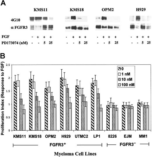 Figure 2. PD173074 inhibits FGFR3 autophosphorylation in MM cell lines and inhibits FGF-stimulated growth. (A) Immunoblot analyses of FGFR3-expressing cell lines after incubation with 5 or 25 nM PD173074, with (+) or without (-) FGF stimulation. Anti-FGFR3 immunoprecipitates probed with anti-phosphotyrosine (4G10; top) and anti-FGFR3 (bottom). (B) Human myeloma cell lines (HMCLs) expressing FGFR3 (+ve) (KMS11-LP1) or not (-ve) (8226-MM1), grown in serum-free conditions, were stimulated with aFGF/heparin and incubated with increasing concentrations of PD173074. Growth at 48 hours was assessed by MTT assay. Proliferation index (PI) = (HMCL+FGF)±drug/(HMCL-FGF).