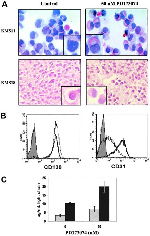 Figure 5. Inactivation of FGFR3 induces differentiation of KMS11 and KMS18 cells. KMS11 and KMS18 cells were exposed to vehicle or 50 nM PD173074 for 4 and 10 days, respectively. (A) Wright-Giemsa stain of KMS11 cytospin and hematoxylin and eosin-stained section of KMS18 clot sections (original magnification, × 400). Approximately 60% of KMS11 and 40% of KMS18 cells demonstrated a more mature morphology as demonstrated in the inset (original magnification, × 400). (B) CD138 (left) and CD31 (right) expression for vehicle (dotted lines) and PD173074 treated KMS11 cells (solid lines). Filled histogram represents isotype control. (C) ELISA detection of κ and λ secretion of KMS11 (▦) and KMS18 (▪) cells, respectively. Values represent mean ± SD μg/mL from 8 and 6 independent experiments, respectively. No effect of PD173074 treatment was noted in 8226 tumors similarly treated (data not shown).