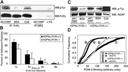 Figure 6. Role of the FcR γ-chain in GP Ib-IX-V signaling. (A) Human platelets were plated on dA1VWF, BSA, or collagen (Coll) for 30 minutes. Platelets were lysed, and FcR γ-chain was immunoprecipitated. Western blots were probed for phosphotyrosine and reprobed for FcR γ-chain. As a control, lysate was immunoprecipitated with normal rabbit serum (NRS). (B) Washed platelets were prepared from transgenic mice expressing human GP Ibα (hGP Ibα/FcR γ+/+) or from the same transgenic mice with a targeted deletion of the FcR γ-chain (hGP Ibα/FcR γ-/-). After loading with calcium indicator dyes, cells were plated on dA1VWF and intracellular calcium concentrations were determined as in Figure 1. Results are representative of 4 experiments. (C) Role of FcR γ-chain in ADAP tyrosine phosphorylation. Human GP Ibα/FcR γ-/- platelets were plated for 20 minutes on dA1VWF, BSA, or collagen. Cells were lysed, immunoprecipitated for ADAP, and Western blots were probed for phosphotyrosine and then reprobed for ADAP. This result is representative of 3 experiments. (D) To determine if there is a role for FcR γ-chain in αIIbβ3 activation, POW-2 Fab binding to mouse platelets was determined in the absence of an αIIbβ3 antagonist. Quantitative representation, as in Figure 4F, of POW-2 Fab binding is based on 4 separate experiments.
