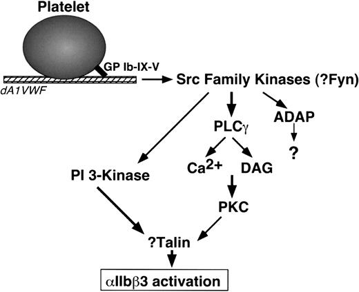 Figure 7. Model of signaling from GP Ib-IX-V to αIIbβ3 in dA1VWF-adherent platelets. DAG indicates diacylglycerol. See “Discussion.” Not shown are FcR γ-chain and FcγRIIA, signaling proteins associated with GP Ib-IX-V that may participate in GP Ib-IX-V signaling but are not required for it.