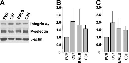 Figure 2. Total lysate levels of platelet integrin α2 from different mouse strains. (A) Western blot analysis of platelets from different mouse strains. Platelet lysate (2 μg) was separated by SDS-PAGE, transferred to membranes, and probed with antibodies to integrin α2, P-selectin, and β-actin. (B,C) Densitometric analysis of integrin α2 expression normalized to P-selectin and β-actin expression, respectively (n = 3). Data are mean ± SD.