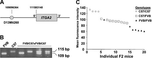 Figure 4. Correlation of mouse strain genotype with integrin α2 expression phenotype. Successive generations of breeding of FVB and C57 mice led to 20 offspring designated as FVB/C57 × FVB/C57 (F2). These mice were phenotyped for platelet integrin α2 expression and genotyped with a marker flanking the integrin α2 gene (ITGA2). (A) Map of the ITGA2 gene showing the position of the primer set (D13mit260) used to distinguish the 2 mouse strains. (B) Ethidium-stained agarose gel of PCR products. The first 2 lanes have products from the F0 parental FVB and C57 strains, the last 4 lanes are 4 of the F2 cross (FVB/C57 × FVB/C57) samples showing the 3 possible genotype patterns. (C) Flow cytometric analysis of platelet surface integrin α2 expression of the 20 F2 offspring. The result of each F2 mouse is shown in descending order of α2 expression.