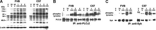 Figure 7. Platelet protein tyrosine phosphorylation induced by rhodocytin. Platelet-rich plasma from FVB and C57 mice was stimulated with 20 nM rhodocytin for the indicated time points and then solubilized. (A) Total platelet lysates were analyzed by imunoblotting with 4G10 for protein tyrosine phosphorylation (upper panels) and for β-actin (lower panels). (B) Platelet lysates were immunoprecipitated with an antiphospholipase Cγ2 antibody, separated by SDS-PAGE, and imunoblotted with 4G10 for protein tyrosine phosphorylation (upper panels) and for total phospholipase Cγ2 (lower panels). (C) Platelet lysates were immunoprecipitated with an anti-Syk antibody, separated by SDS-PAGE, and imunoblotted with 4G10 for protein tyrosine phosphorylation (upper panels) and for total Syk (lower panels).