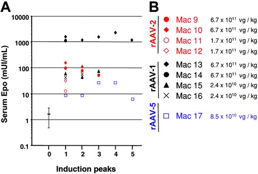 Figure 1. Maximum serum Epo concentration for each Dox induction cycle. (A) Dox-induced Epo secretion measured at the peak level in the serum of Mac 9 through Mac 17 after rAAV-2-mediated (red), rAAV-1-mediated (black), and rAAV-5-mediated (blue) gene transfer. Each induction (referred to as “Induction peaks ”) lasted 5 days and was repeated every month for 5 months. (B) Amounts of rAAV-2 (red), rAAV-1 (black), and rAAV-5 (blue) vector administered expressed as vector genome/kg determined by dot blot. Mean Epo levels before vector injection are represented by error bars.