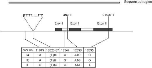 Figure 1. Genomic structure of the AHSP gene and its single nucleotide polymorphisms (SNPs). The AHSP gene is located on chromosome 16 (Genbank accession number AC106 730.2), and the figure demonstrates the genomic structure of this gene containing 3 exons (black boxes). Five polymorphic sites (4 SNPs and one (T)n repeat) were identified, and these allow the construction of 2 major haplotypes, I and II. The minor haplotype Ia is similar to haplotype I for the T repeats18 and other SNPs except an A/G polymorphism in the intervening sequence (IVS) I (coordinate number 12 347 according to Genbank accession number AC106 730.2). Approximately 1.4 kb of the AHSP gene (shaded box) was sequenced in 50 individuals with Hb E/β thalassemia.