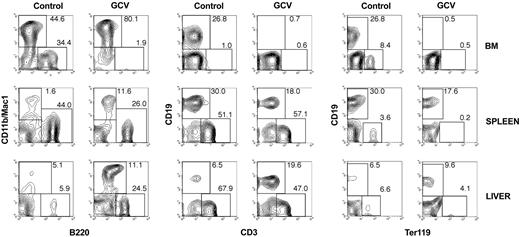 Figure 2. Osteoblast depletion alters the hematopoietic compartments. Two-color flow cytometric analysis of leukocyte suspensions from bone marrow, spleen, and liver isolated from Col2.3ΔTK mice injected for 25 days with PBS (control group) or with GCV. Cell suspensions were stained with antibodies against B cells (CD45R/B220 and CD19), T cells (CD3), myeloid cells (CD11b/Mac1), and erythroid progenitors (Ter119). Numbers in each region represent the proportion of cells in the total population.