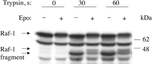 Figure 2. Tryptic digestion of Raf-1 localizes hyperphosphorylation to the carboxy-terminal region. Cytoplasmic extracts of EPO-untreated or EPO-treated BaF3-EpoR cells were incubated with 1 μg TPCK-trypsin for specified times, followed by Western blotting with anti–Raf-1 carboxy-terminal domain antibody. Note mobility shift of approximately 44 kDa carboxy-terminal Raf-1 fragment on EPO treatment.