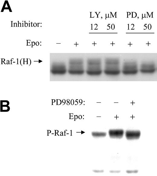 Figure 3. EPO-induced hyperphosphorylation of Raf-1 requires active MEK. (A) BaF3-EpoR cells were treated with specified concentrations of PI3K inhibitor LY294002 or MEK inhibitor PD98059 for 10 minutes, then treated with EPO for 5 minutes. Cytoplasmic extracts were subjected to Western blotting with anti–Raf-1 antibody. (B) Cytoplasmic extracts were subjected to Western blotting with anti–Raf-1 phosphoserine 338 antibody.