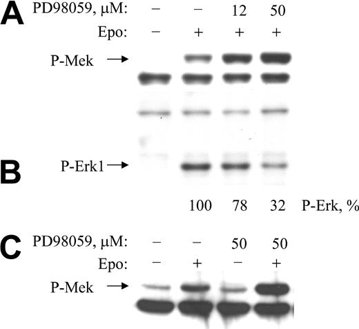 Figure 4. MEK inhibitor PD98059 enhances EPO-induced phosphorylation of MEK. (A) BaF3-EpoR cells were treated with specified concentrations of PD98059 for 10 minutes, then treated with EPO for 5 minutes. Cytoplasmic extracts were subjected to Western blotting with anti–phospho-MEK antibody. (B) The same membrane was stripped and reprobed with anti–phospho-ERK1/2 antibody. (C) Cells were treated with EPO alone, inhibitor alone, or inhibitor then with EPO for 5 minutes. Cytoplasmic extracts were subjected to Western blotting with anti–phospho-MEK antibody.