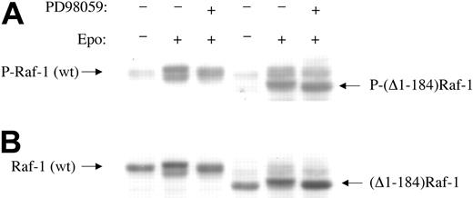 Figure 6. Amino-terminal Ras-binding domain of Raf-1 is not required for EPO-induced serine 338 phosphorylation or for carboxy-terminal domain phosphorylation. (A) Wild-type Raf-1 and amino-terminal truncated (Δ1-184)Raf-1 were transfected into BaF3-EpoR cells as flag-tagged fusion proteins. Cytoplasmic extracts were subjected to Western blotting with anti–Raf-1 phosphoserine 338 antibody. The left 3 lanes are mixtures of endogenous Raf-1 and transfected wild-type flag-Raf-1. The upper bands in the right 3 lanes are endogenous Raf-1, and the lower bands in the right 3 lanes are transfected truncated flag-(Δ1-184)Raf-1. Note that EPO induces a hypershift and serine 338 phosphorylation (increased band intensity) in (Δ1-184)Raf-1 (B). The same membrane was stripped and reprobed with antiflag antibody.