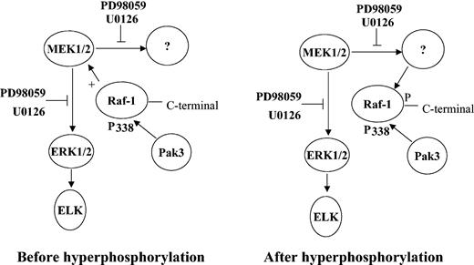 Figure 9. Model for Ras-independent regulation of Raf-1 and MEK by EPO. Kinase(s) such as Pak3 phosphorylates Raf-1 at serine 338 to activate it. The activated Raf-1 phosphorylates MEK, which, in turn, phosphorylates ERK and unknown kinase(s). The unknown kinases then hyperphosphorylate Raf-1 in the carboxy-terminal domain to inactivate Raf-1 MEK kinase activity or to promote Raf-1 disassociation from MEK and translocation to Ras. In the presence of inhibitors, MEK cannot phosphorylate unknown kinase, and unknown kinase cannot phosphorylate Raf-1 in the carboxy-terminal domain to inactivate its MEK kinase activity or to promote its dissociation from MEK. Active Raf-1 prolongs the phosphorylation of MEK.