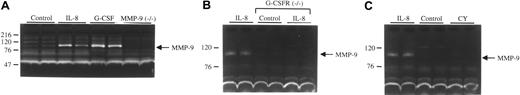 Figure 1. Plasma MMP9 levels during HPC mobilization. (A) Plasma was collected from wild-type mice at baseline (control), 15 minutes after IL-8 administration (30 μg, intraperitoneal; IL-8), or 5 days after treatment with G-CSF (250 μg/kg per day for 5 days; G-CSF). As a control, MMP-9–deficient mice treated with G-CSF also were analyzed. (B) Plasma was collected from wild-type mice after IL-8 administration or from G-CSFR–deficient mice at baseline or after IL-8 administration. (C) Plasma was collected from wild-type mice at baseline, after IL-8 administration, or 8 days after treatment with cyclophosphamide (200 mg/kg; CY). In each case, equal amounts of plasma proteins were analyzed by gelatin zymography. Results are representative of 3 independent experiments. Molecular size markers are indicated at left in kDa.