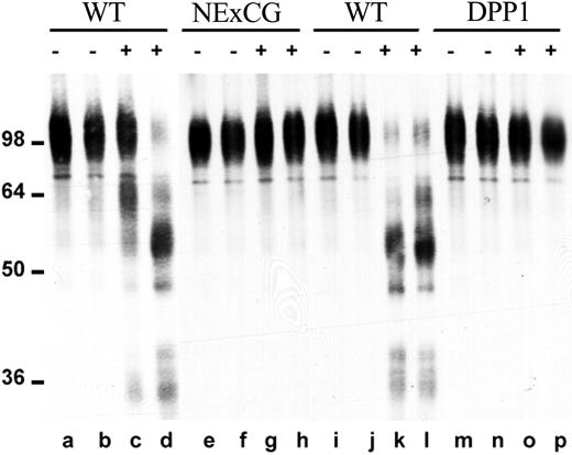 Figure 5. VCAM-1 cleaving activity in bone marrow extracellular fluid. Bone marrow extracellular fluid was harvested from wild-type mice (WT; lanes a-d and i-l), NE × CG-deficient mice (NE × CG; lanes e-h), or DPP-I–deficient mice (lanes m-p) after treatment with saline (–; lanes a, b, e, f, i, j, m, n) or G-CSF (+; lanes c, d, g, h, k, l, o, p). Cleavage of recombinant human VCAM-1 after incubation with bone marrow extracellular fluid was assessed as described in “Materials and methods.” Molecular size markers are indicated at left in kDa.