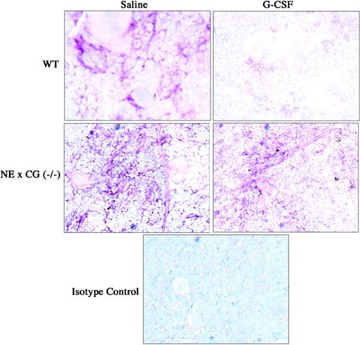 Figure 6. Immunohistochemical staining of VCAM-1 in the bone marrow. Wild-type and NE × CG-deficient mice were treated with saline or G-CSF for 5 days, bone marrow touch preparations were generated, and immunostaining for VCAM-1 was performed. Data are representative of 3 separate experiments. Original magnification, × 62.