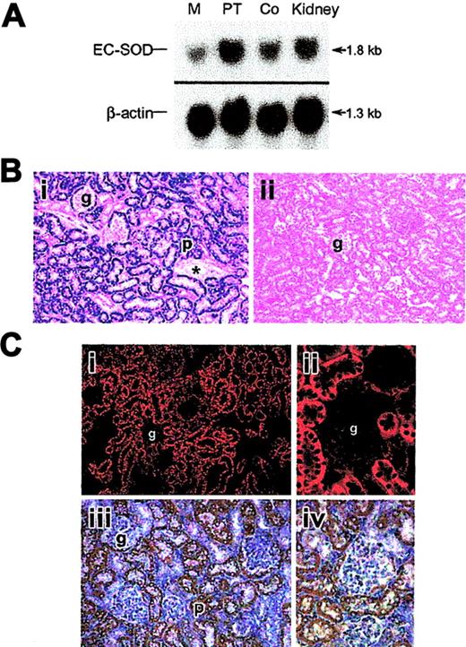 Figure 1. SOD3 and EPO mRNA distribution in kidneys of adult mice. (A) Typical autoradiograph of Northern blot analysis showing SOD3 mRNA levels in kidney. Lanes 1, 2, 3, and 4 are medulla (M), proximal tubules (PT), cortex (Co), and total kidney, respectively. β-actin was used for normalization and verification of RNA loading. (B) Localization of SOD3 mRNA transcripts in mouse kidney by in situ hybridization. Paraformaldehyde-fixed renal sections (5 μm) were prepared from normal mice and hybridized with digoxigenin-labeled SOD3 antisense. (i) Wt kidney; the majority of the positive (dark blue) in situ labeling was observed in proximal tubules (p) of the cortex and outer medulla. The glomeruli (g), distal tubules, and the blood vessels (*) exhibit no significant staining. (ii) KO kidney; note absence of significant in situ staining. Original magnification, × 220 for all sections. (C) EPO mRNA localization by in situ hybridization in mouse kidney after 6 hours of hypoxia. (i) Low-power view of in situ red fluorescence staining of EPO mRNA; most labeling was observed in proximal tubules of cortex. (ii) High-power view of fluorescence staining in tubules near glomeruli but not in the tufts. (iii) Low-power view of EPO mRNA by DAB staining reveals structural detail and stain distribution in proximal tubules and capsular epithelium (p, proximal tubule). Glomeruli (g), distal tubules, and peritubular cells exhibit no or minimal staining. (iv) High-power view of details of proximal tubule staining for EPO mRNA. Final magnifications were × 220 (Ci), × 280 (Ciii), and × 550 (Cii,Civ). Objectives: × 20 (B, Ci, Ciii), × 40 (Cii, Civ).