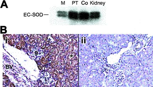 Figure 2. Distribution of renal SOD3 protein in adult mice. (A) Western blot of total protein (10 μg) from kidney regions probed with antibody against mouse SOD3. Lanes 1, 2, 3, and 4 are medulla (M), proximal tubules (PT), cortex (Co), and total kidney, respectively. (B) Immunohistochemical localization of renal SOD3. Paraformaldehyde-fixed renal sections (5 μm) were prepared from normal mice and incubated with polyclonal SOD3 antisera. Control sections were incubated with antisera preabsorbed with excess SOD3 peptide. (i) Wt kidney; brown labeling is present in the proximal convoluted tubules in the cortex and outer medulla. No SOD3 staining was detected in the inner medulla but was prominent in cortical proximal convoluted tubules (*) near the urinary pole of the glomerulus (g). The muscular renal blood vessel showed prominent staining with anti-SOD3 (BV). (ii) KO kidney; no staining is detected (original magnification, × 280). Objective magnification, × 20.