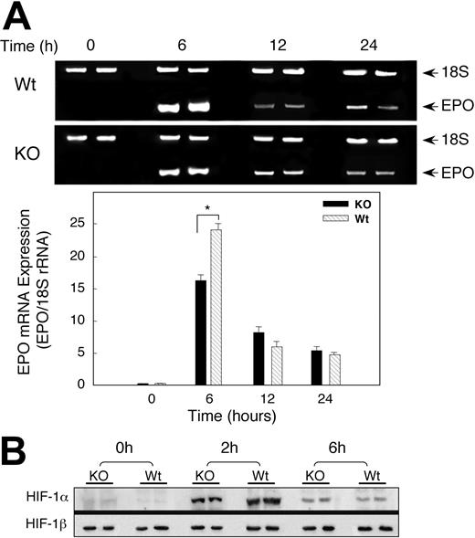 Figure 5. Renal EPO mRNA transcription and HIF-1 expression after hypoxia. (A) Photograph of 2% agarose gel stained for EPO transcript coamplified with 18S rRNA to control for RNA loading and efficiency of RT-PCR (top panel). Bottom panel of densitometry data for EPO gene expression after normalization to 18S rRNA shows attenuated response in KO mice. Values are expressed as mean ± SEM for 6 mice at each time point (*P < .05). (B) Effect of hypoxia on nuclear HIF-1α accumulation. Nuclear extracts of kidneys of Wt and KO mice after hypoxia were probed with antibody against HIF-1α. The blots were stripped and probed with antibody against HIF-1β. Data are representative of 4 animals at each time point. By densitometry, nuclear HIF-1α was significantly greater in Wt mice at 2 hours but not at 6 hours of hypoxia.