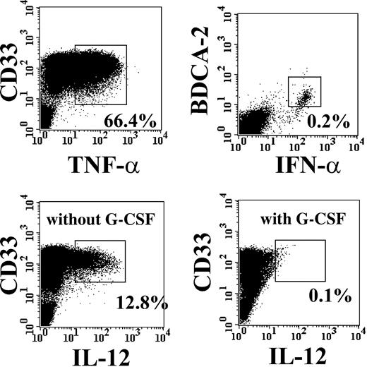 Figure 6. Cytokine-secreting activity of myeloid and plasmacytoid DC precursors released in peripheral blood after Allo-HSCT. Whole PBMCs obtained from patients at the WBC zenith point were cultured with complete medium and stimulated with either LPS or a specific CpG oligodeoxynucleotide, as described in “Patients, materials, and methods,” and stained for CD33+ surface antigen expression and intracellular TNF-α, IL-12 p40/p70 heterodimer, and IFN-α. Percentages refer to myeloid CD33+ mononuclear cells and to cultured PBMCs. The experiment shown for IFN-α production following stimulation with CpG oligodeoxynucleotide is representative of at least 3 others similarly performed. The experiment shown for TNF-α and IL-12 following stimulation with LPS is representative of 10 experiments (5 in G-CSF–treated and 5 in untreated patients). In the bottom plots, representative intracellular IL-12 staining, from a patient treated with G-CSF and from another patient not treated, is shown.