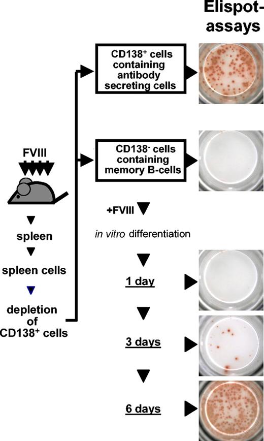 Figure 1. Restimulation of FVIII-specific memory B cells in vitro. Spleen cells were obtained from hemophilic mice treated with 4 intravenous doses of 200 ng (80 U/kg) FVIII and depleted of CD138+ ASCs. The remaining CD138– cell population was restimulated with 10 ng/mL FVIII and analyzed for newly formed ASCs after 1, 3, and 6 days of culture. ASCs were analyzed by ELISPOT assays as described.19
