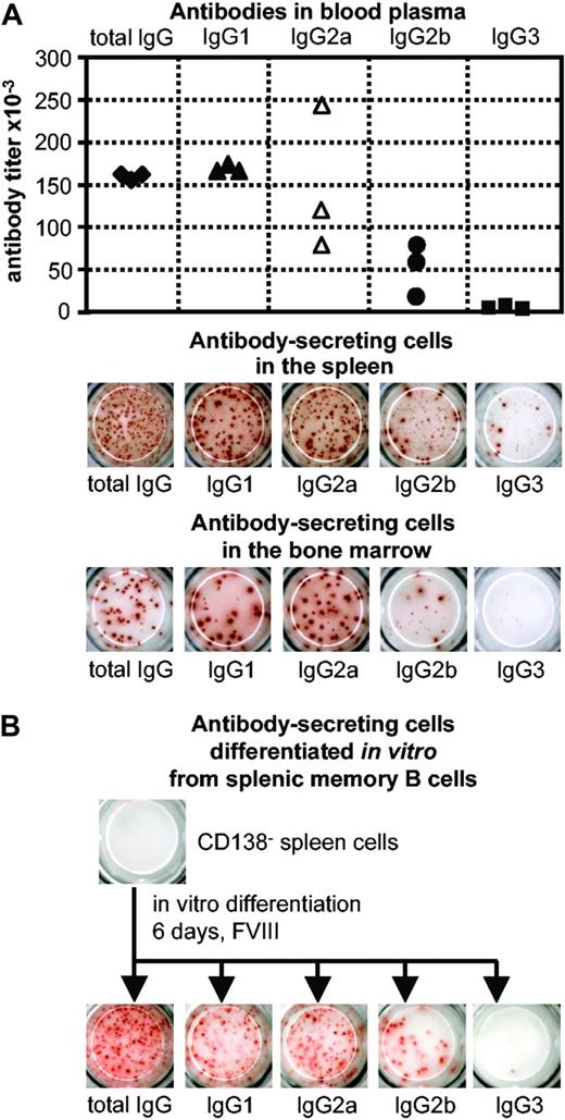 Figure 2. IgG subclass distribution of anti-FVIII antibodies and anti-FVIII ASCs. (A) The IgG subclass distribution of anti-FVIII antibodies in blood plasma was compared with the IgG subclass distribution of anti-FVIII ASCs in spleen and bone marrow of hemophilic mice treated with 4 intravenous doses of 200 ng (80 U/kg) FVIII. Titers of anti-FVIII antibodies were determined by ELISA (each point represents an individual mouse), and anti-FVIII ASCs were analyzed by ELISPOT assays (spleens and bone marrow of 3 mice were pooled). Blood and tissues were obtained from the same mice. (B) IgG subclass distribution of anti-FVIII ASCs that were differentiated in vitro from CD138– spleen cells. Spleen cells were obtained from hemophilic mice treated with 4 intravenous doses of 200 ng (80 U/kg) FVIII and depleted of CD138+ ASCs. CD138– cells were subsequently restimulated with 10 ng/mL FVIII. Anti-FVIII ASCs were analyzed after 6 days of culture using ELISPOT assays.