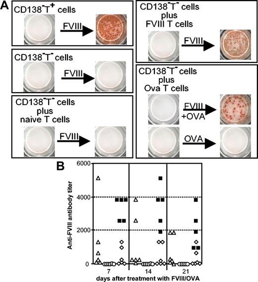 Figure 4. Restimulation and differentiation of FVIII-specific memory B cells requires FVIII and interaction with activated T cells. Memory cell pool cells (CD138–T+) and memory cell pool cells depleted of T cells (CD138–T–) were obtained from spleen cells of hemophilic mice treated with 4 intravenous doses of 200 ng (80 U/kg) FVIII. (A) CD138–T+ cells, CD138–T– cells, and CD138–T– cells supplemented with T cells from either naive mice (naive T cells), mice treated with 4 intravenous doses of FVIII (FVIII T cells), or mice treated with 3 intraperitoneal doses of ovalbumin (Ova T cells) were cultured in the presence of either FVIII alone, FVIII plus ovalbumin (FVIII + OVA), or ovalbumin alone (OVA). CD138–T– and T cells were always mixed at a ratio of 1:2. Newly formed ASCs were analyzed by using ELISPOT assays after 6 days of culture. (B) Ovalbumin-sensitized mice received memory cell pool cells depleted of T cells and were challenged 1 day after transfer with either ovalbumin together with FVIII (▵) or ovalbumin alone (○). For comparison, naive mice received memory cell pool cells (▪) or memory cell pool cells depleted of T cells (⋄) and were challenged with FVIII 1 day after cell transfer. Blood samples were obtained 7, 14 and 21 days after treatment and analyzed for anti-FVIII antibodies by ELISA. Each point represents a single mouse.