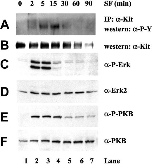 Figure 1. Steel factor activation of c-Kit receptor, Erk, and PKB. HPCs were harvested after stimulation with SF (50 ng/mL) for various times, as indicated. c-Kit protein was immunoprecipitated and immunoprecipitates (A-B) or whole cell lysates (20 μg per lane) (C-F) analyzed by SDS-PAGE, followed by immunoblotting with the indicated antibodies. (A) Immunoblotting with antiphosphotyrosine antibody PY100. (B) Membrane from panel A was stripped and reprobed with anti–c-Kit antibody. (C) Immunoblotting with phospho-specific antibody toward Erk. (D) Membrane from panel C was stripped and reprobed with anti-Erk2 antibody. (E) Immunoblotting with phospho-specific antibody toward PKB. (F) Membrane from panel E was stripped and reprobed with antipan-PKB antibody.