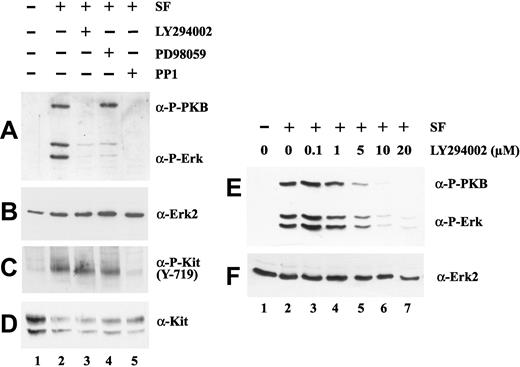 Figure 2. PI-3 kinase inhibition affects both PKB and Erk activation upon SF stimulation. Serum-starved HPCs were incubated 30 minutes with 20 μM LY294002 (lane 3), 10 μM PD98059 (lane 4), or 10 μM PP1 (lane 5), as indicated (+) prior to 5 minutes of stimulation with 50 ng/mL SF (lanes 2-5, panels A-D). Cell lysates (20 μg per lane) were subjected to SDS-PAGE and then immunoblotted with antiphospho-specific Erk and PKB (A), anti-Erk (B), antiphospho-specific Y-719 c-Kit (C), and anti–c-Kit (D) antibodies. Dose-dependent inhibition of PKB and Erk by LY294002 (E). Cell lysates (20 μg protein per lane) were subjected to SDS-PAGE and then immunoblotted with antiphospho-specific Erk and PKB (E) and anti-Erk (F). In panels E-F, serum-starved cells were incubated 30 minutes with 0.1 μM (lane 3), 1 μM (lane 4), 5 μM (lane 5), 10 μM (lane 6), and 20 μM (lane 7) LY294002, as indicated prior to 5 minutes of stimulation with 50 ng/mL SF (lanes 2-7).