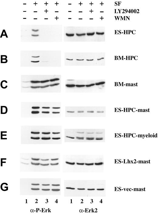 Figure 3. Analysis of Erk activation in immature and differentiated hematopoietic cells. Serum-starved cells were incubated 30 minutes with 20 μM LY294002 (lane 3) or 50 nM wortmannin (lane 4), as indicated (+) prior to 5 minutes of stimulation with 50 ng/mL SF (lanes 2 to 4). Cell lysates (20 μg per lane) were subjected to SDS-PAGE and then immunoblotted with antiphospho-specific Erk (left panels) and then stripped and reprobed with anti-Erk (right panels), as indicated. Cells analyzed were as follows: (A) ES-HPCs; (B) bone marrow–derived HPCs (BM-HPC); (C) mast cells differentiated from bone marrow cells (BM-mast); (D) mast cells obtained from differentiated HPCs (ES-HPC-mast); (E) myeloid-committed cells obtained from differentiated HPCs (ES-HPC-myeloid); (F) mast cells generated from Lhx2-transduced ES cells (ES-Lhx2-mast); and (G) mast cells generated from vector-transduced ES cells (ES-vec-mast).