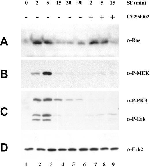 Figure 4. The PI-3 kinase inhibitor, LY294002, blocks phosphorylation of Erk and MEK but not Ras–Raf-1 interaction. HPCs were harvested after stimulation with SF (50 ng/mL) for the indicated times (lanes 2 to 9). Prior to SF stimulation, serum-starved HPCs were incubated 30 minutes with 20 μM LY294002 (lanes 7 to 9). Lysates were subjected to affinity precipitation with GST-Raf-RBD prior to detection of activated Ras proteins by immunoblotting with anti-Ras antibodies (A). Cell lysates were subjected to SDS-PAGE and then immunoblotted with phospho-specific anti-MEK (B), phospho-specific anti-Erk and PKB (C), and anti-Erk2 antibodies (D).