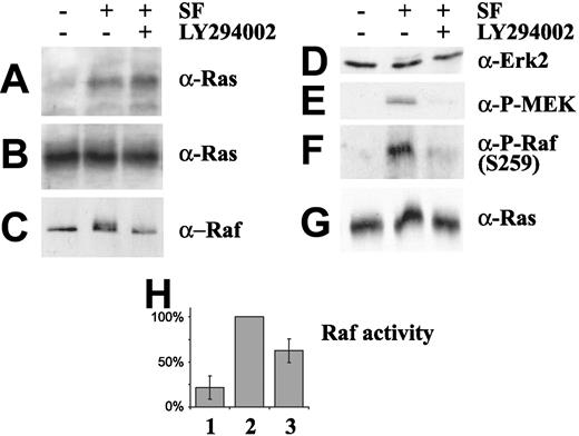 Figure 5. PI-3 kinase activity is required for activation of Raf. Effect of SF (50 ng/mL) stimulation on Raf-1 phosphorylation (lanes 2 and 3). HPCs were pretreated with 20 μM LY294002 (lane 3) for 30 minutes. (A) Lysates were precipitated with GST-Raf-RBD and immunoblotted with anti-Ras antibody. (B) Control immunoblot analysis with anti-Ras. (C) Lysates were immunoprecipitated with anti–Raf-1 antibodies and immunoblotted with anti–Raf-1 antibodies. (D) Control immunoblot analysis of lysates with anti-Erk2. (E) Antiphospho-MEK analysis of the lysates. (F) Antiphospho-specific (S259) Raf-1 immunoblot analysis of lysates. (G) Anti-Ras immunoblot analysis of lysates. (H) In vitro Raf kinase activity. Values (SEM) are calculated from 3 independent experiments performed as described in “Materials and methods.”
