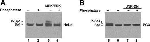 Figure 7. The transfected MEK/ERK chimera increases Sp1 phosphorylation in HeLa cells, whereas JNKDN causes its dephosphorylation in PC3 cells. HeLa and PC3 cells were transfected with the constitutively active MEK/ERK chimera (MEK/ERKA; see Figure 2) or with JNKDN, respectively. Equal amounts of nuclear extract from transfected and untransfected cells were treated (or not) with alkaline phosphatase prior to fractionation on a 10% polyacrylamide–sodium dodecyl sulfate (polyacrylamide-SDS) gel and transfer to a nylon membrane. The Western blots were overlain with anti-Sp1 polyclonal antibodies that recognize both the phosphorylated and unphosphorylated forms of the transcription factor. Transfection of HeLa cells with the active MEK/ERK chimera induced phosphorylation of Sp1 (A), whereas transfection of PC3 cells with the dominant negative form of JNK abolished it (B).