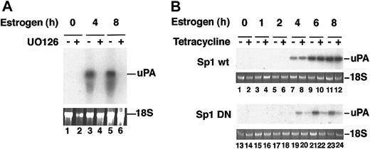 Figure 8. Transcriptional induction of uPA is stimulated through the p42/p44 MAP kinase pathway. CCL39-derivative cells were induced to express the Raf:ER chimera by estrogen treatment for the times indicated. (A) Estrogen-induced and noninduced cells were treated with UO126, as described, and total RNA was assayed by Northern blot using a murine urokinase probe. (B) The cells were also transfected with plasmids expressing wild-type Sp1 or mutant Sp1 upon tetracycline treatment, and total RNA was assayed as for panel A. The uPA mRNA increases after 4 hours of estrogen treatment in the presence of wild-type Sp1, whereas in the presence of mutant Sp1 uPA mRNA levels are barely above background and are absent from UO126-treated cells.
