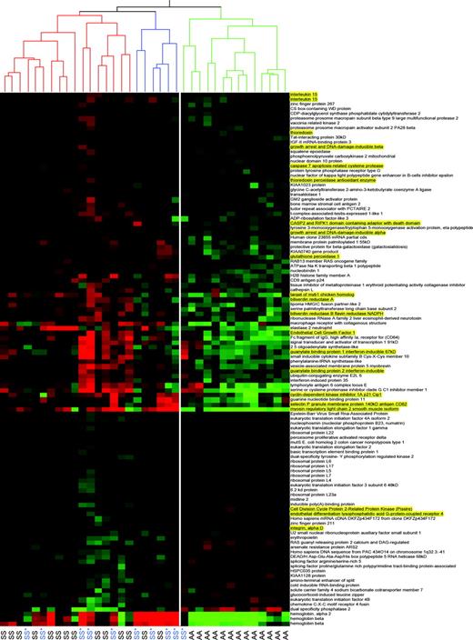 Figure 2. Hierarchical cluster analysis of 112 significantly differentially expressed genes successfully segregates sickle cell disease from control patients. These genes were derived using 2-way ANOVA, false discovery rate multiple comparisons correction of less than or equal to 5%, more than or equal to 20% fold-change cut-off, and a mean average difference more than 20 filter in either the sickle cell disease or control group. These 112 genes were obtained comparing mean gene expression levels in 14 sickle cell disease patients of HbSS phenotype (not on hydroxyurea therapy) to 13 African-American control subjects. Hierarchical clustering was performed across a larger set of all sickle cell disease patients (HbSS phenotype only) in the study, including patients on hydroxyurea treatment, using these 112 genes. The dendrogram at the top of the figure represents the relatedness of samples based on gene expression patterns. The white line separates the 2 main branches of the dendrogram. With the exception of one sickle cell patient on hydroxyurea, these 112 genes successfully segregate control (AA) from sickle cell disease (SS or SS*) patients. Sickle cell disease patients on hydroxyurea (SS*) therapy do not cluster separately from patients not on therapy. The single sickle cell patient on hydroxyurea who clustered with the control group may represent a misclassification or hydroxyurea altered the gene expression toward a normalized pattern. Gene names appear to the right of the figure and those of particular interest to our group are underlined and highlighted in yellow.