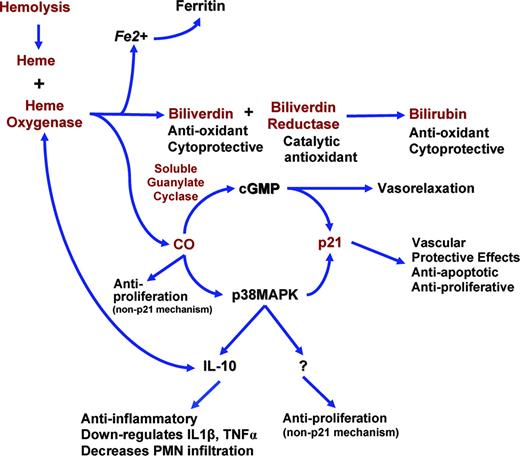 Figure 4. The potential role of the heme oxygenase-1 pathway and downstream effectors in the compensatory response to repeated ischemia-reperfusion injury and hemolytic stress in sickle cell disease. Red text represents up-regulated genes or molecules measured in this study in sickle cell patients. CO indicates carbon monoxide; cGMP, cyclic guanosine monophosphate; p38MAPK, p38 mitogen-activated protein kinase; p21, a cyclin-dependent kinase inhibitor.