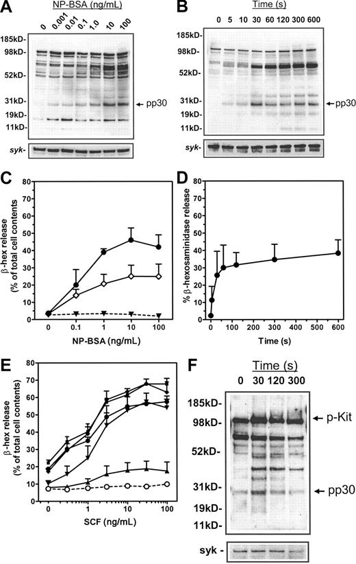 Figure 1. Protein tyrosine phosphorylation in HuMCs and degranulation following FcϵRI aggregation and SCF challenge. Total cellular protein phosphorylation was assessed in panels A-B by sensitizing HuMCs overnight with 1000 ng/mL NP-IgE, and then triggering for 5 minutes with (A) the indicated concentrations of NP-BSA or (B) 100 ng/mL NP-BSA for the indicated periods of time. Membranes were probed with an antiphosphotyrosine antibody. (C-D) For degranulation experiments, HuMCs were sensitized overnight with either 1000 ng/mL (•) or 100 ng/mL (○) NP-IgE and then triggered for 30 minutes (C) with the indicated concentrations of NP-BSA or (D) with NP-BSA (100 ng/mL) for the indicated periods of time. ▾ indicates no sensitization. (E) HuMCs were cultured overnight in the absence of SCF but in the presence of NP-IgE (100 ng/mL). The cells were then challenged with SCF either in the absence (○) or presence of NP-BSA: (▴), 0.01 ng/mL; (▾), 0.1 ng/mL; (♦), 1 ng/mL; (▪), 10 ng/mL; and (•), 100 ng/mL. (F) HuMCs were challenged for the indicated times with SCF (100 ng/mL) in the absence of NP-BSA prior to probing for phosphotyrosine as described in “Materials and methods.” The degranulation experiments are means ± SEM of n = 2 to 5 experiments conducted in duplicate, and the blots are representative of at least n = 3.