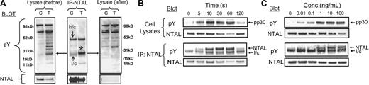Figure 3. Characterization of NTAL phosphorylation after FcϵRI aggregation in HuMCs. (A) Immunodepletion of pp30 from HuMCs with anti-NTAL pAb. HuMCs were sensitized and triggered for 60 seconds, and aliquots of the cell lysates were immunoprecipitated using an anti-NTAL pAb as described in “Materials and methods.” The immunoprecipitates and aliquots of the lysates before and after immunoprecipitation were then probed with 4G10 antiphosphotyrosine mAb or an anti-NTAL mAb. *Band for NTAL (B) Comparative kinetics of NTAL and pp30 phosphorylation. In these and other blots, the observed decrease in antibody recognition of NTAL (eg, at 60 seconds) represents epitope masking due to phosphorylation. (C) Comparative concentration dependency of NTAL and pp30 phosphorylation following FcϵRI aggregation. The cell lysates were all prepared under nondenaturing conditions as for Figure 2E-F. Conc indicates concentration; l/c, IgG light chain; h/c, IgG heavy chain; pY, phosphotyrosine; and asterisk, phosphorylated NTAL. The blots are representative of 2 to 3 similar experiments.