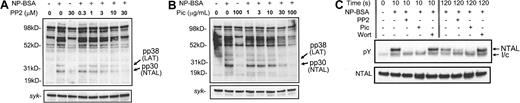Figure 4. The effects of the Src kinase inhibitor PP2 and the Syk inhibitor piceatannol on the phosphorylation of pp30 (NTAL) and pp38 (LAT). PP2 (A), piceatannol (B), or carrier solutions were added 10 minutes prior to the addition of 100 ng/mL NP-BSA. The reactions were terminated after 5 minutes by the addition of denaturing lysis buffer. pic indicates piceatannol. (C) Effect of inhibitors on NTAL phosphorylation. HuMCs were sensitized and triggered as described in the legend for Figure 1C, and NTAL phosphorylation was determined as described in the legend for Figure 3A. The blots are representative of 2 to 3 similar experiments. Wort indicates wortmannin; l/c, IgG light chain; and pY, phosphotyrosine.
