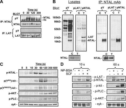Figure 5. Phosphorylation of NTAL in response to SCF. (A) HuMCs were challenged with SCF (100 ng/mL) for the indicated periods of time, and then the proteins were extracted and immunoprecipitated with either an anti-NTAL pAb or an anti-LAT mAb as described in “Materials and methods.” The lysates were then probed with an antiphosphotyrosine antibody (pY) or an anti-NTAL mAb or anti-LAT pAb. (B) Recognition of phosphorylated NTAL by anti-pY191 LAT antibody. Mouse BMMCs were sensitized and then stimulated with antigen for 120 seconds as described in “Materials and methods.” Cell lysates and NTAL immunoprecipitates, captured with anti-NTAL mAb, were prepared as in Figure 3 and then probed with antiphosphotyrosine mAb (pY) or anti–pY191-LAT (pLAT/NTAL) as indicated in the figure. C indicates control; T, treated. (C) HuMCs were challenged for the indicated periods of time, and then the cell extracts were probed using the anti–pY191-LAT antibody, other phosphospecific antibodies as indicated in the figure, or Syk to determine loading. (D) Sensitized cells were challenged with either NP-BSA (100 ng/mL), SCF (100 ng/mL), or a combination for the indicated periods of time. The extracted proteins were then probed for the indicated proteins. The blots are representative of up to 4 similar experiments.
