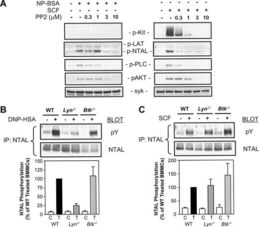 Figure 6. Effect of PP2 on antigen- and SCF-mediated protein phosphorylation in HuMCs, and antigen- and SCF-mediated NTAL phosphorylation in Lyn–/– and Btk–/– BMMCs. (A) Sensitized HuMCs were triggered via FcϵRI (NP-BSA, 100 ng/mL) or Kit (SCF, 100 ng/mL) for 60 seconds in the absence or presence of the indicated concentrations of PP2. The extracted proteins were then probed using phosphospecific antibodies, or for Syk as described in Figure 5B. (B-C) Sensitized BMMCs were triggered with (B) DNP-HSA (100 ng/mL) or (C) SCF (100 ng/mL) for 120 seconds, and proteins were extracted under nondenaturing conditions and immunoprecipitated with anti-NTAL mAb. The immunoprecipitates were then probed with antiphosphotyrosine and anti-NTAL mAbs. The gels were then scanned and the data initially normalized to NTAL loading and then calculated as a percentage of the W/T triggered responses. These data are presented in the bar charts. The blots are representative of up to 4 similar experiments and the bar charts are means ± SE of n = 4.