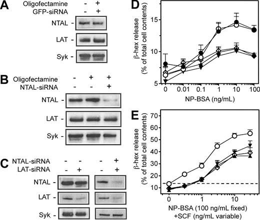 Figure 7. The effects of siRNA on protein expression and degranulation in HuMCs. HuMCs were incubated with (A-E) the indicated siRNAs or appropriate controls for a total of 72 hours; then the cells were either processed for (A-C) immunoblot analysis or (D-E) degranulation experiments. Immunoblot analyses for the indicated proteins and β-hex release assays were then conducted as described in Figure 1. The blots are representative of 3 to 4 similar experiments in which NTAL-siRNA induced an average 70% knockdown of NTAL expression, and LAT-siRNA induced an average 61% knockdown of LAT expression. The release data are means ± SEM of 4 to 6 separate experiments conducted in duplicate. • indicates cells alone, no siRNA; ○, GFP-siRNA; ▴, NTAL-siRNA; ▾, LAT-siRNA; and ⋄, NTAL + LAT siRNA. (E) The horizontal dashed line represents the antigen response in the absence of siRNA and SCF.