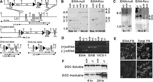 Figure 1. EIIIA–/– and EIIIA-flox mice are viable and maintain expression and extracellular matrix association of FN. (A) Top line: EIIIA targeting vector with loxP sites depicted by black triangles, selection cassettes, and the EIIIA exon. Second line: wild-type EIIIA locus with hybridization probes indicated by p1 and p2. Third line: targeted allele. Fourth line: EIIIA–/– and EIIIA-flox alleles resulting from Cre-loxP–mediated recombination between sites 1 and 3 or sites 1 and, 2 respectively. Restriction enzyme sites BamHI (B), EcoRI (R), HindIII (H), and SmaI (S) are indicated, and restriction fragments are shown by dashed lines. (B) Southern blot analysis of wild-type (+/+) and heterozygous (+/–) EIIIA–/– and EIIIA-flox embryonic stem (ES) cell DNA, hybridized with probe 2. (C) Southern blot analysis of mouse tail-tip DNA, from progeny of EIIIA–/– or EIIIA-flox heterozygotes, using probe 2. Homozygotes are indicated by –/–. (D) RT-PCR analysis of alternative exons EIIIA, EIIIBm and V/CS-1 expression, using primers that flank each. (+) mRNA indicates inclusion and (–) mRNA indicates exclusion of the exon. (E) Immunofluorescence staining of EIIIA-FN or total FN on wild-type and EIIIA–/– fibroblasts. Original magnification, × 200. (F) Western blot analysis of total FN in DOC-soluble and -insoluble matrix from wild-type and EIIIA–/– fibroblasts at 4 and 24 hours after plating. Neo indicates neomycin-resistance gene (Neo); herpes simplex virus thymidine kinase gene (TK).