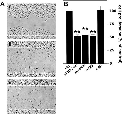 Figure 4. Effect of PTX3 on the autocrine activity exerted by endogenous FGF2 in ECs. (A) Wounded BAE cell monolayers were grown in the absence (i) or in the presence (ii) of neutralizing anti-FGF2 antibodies (200 μg/mL) or PTX3 (666 nM) (iii). Microphotographs (original magnification, × 10) were taken 16 hours after wounding. White dotted lines mark the edge of the wound at the beginning of the experiment. (B) FGF2-T-MAE cells were seeded at 10 000 cells/cm2 in 24-well plates. After 24 hours, the medium was replaced without (ctrl) or with the addition of neutralizing anti-FGF2 antibody (αFGF2-Ab) (10 μg/mL), suramin (300 μM), PTX3 (222 nM), or CRP (222 nM). After 3 days the cells were counted and data were expressed as percentage of cell proliferation with respect to untreated controls. Each point is the mean ± SEM of 4 determinations in duplicate. Student t test, **P < .01.