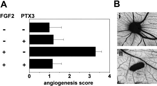 Figure 7. Effect of PTX3 on FGF2-induced neovascularization. (A) Chick embryo CAMs were implanted with gelatin sponges adsorbed with vehicle, FGF2 (0.028 nmoles/embryo), PTX3 (0.11 nmoles/embryo), or both. At day 12, the angiogenic response in each egg was graded. Bars represent the mean ± SEM of 10 to 15 embryos per group. (B) Representative CAMs implanted with gelatin sponges adsorbed with FGF2 alone (i) or FGF2 plus PTX3 (ii). Original magnification, × 5.