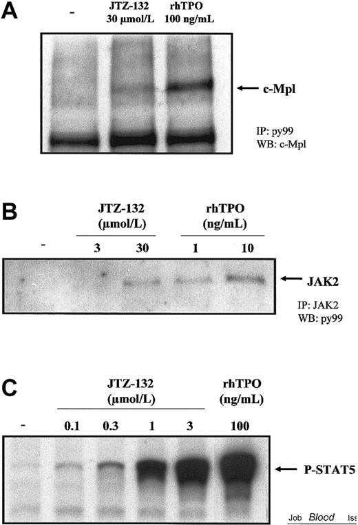 Figure 3. Tyrosine phosphorylation of c-Mpl, JAK2, and STAT5 in UT-7/TPO cells stimulated by JTZ-132. UT-7/TPO cells (2.5 × 106 cells/tube) stimulated with JTZ-132 or rhTPO for 10 minutes were lysed by the addition of lysis buffer. (A) Tyrosine phosphorylated proteins were immunoprecipitated with py99, separated by SDS-PAGE, and transferred onto nitrocellulose membrane. The immunoblots were probed with specific antibody of c-Mpl and detected by a horseradish peroxidase–coupled second antibody. (B) JAK2 was immunoprecipitated with specific anti-JAK2 antisera. Immune complexes were separated by SDS-PAGE and transferred onto nitrocellulose membrane. The immunoblots were probed with py99 and horseradish peroxidase–coupled second antibody. (C) Cell lysates were separated by SDS-PAGE and were immunoblotted with antiphospho-STAT5A/B antibody and probed with horseradish peroxidase–coupled second antibody. In all assays, 20 μL of each sample was applied to SDS-PAGE separation. The proteins were visualized by using chemiluminescence detection system.