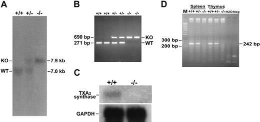 Figure 2. Genotype analysis, Northern blotting, and RT-PCR of TXAS–/– mice. Genotyping was determined by Southern blot (A) and PCR (B) analyses. Tail DNA was isolated from WT (+/+), heterozygous (+/–), or homozygous (–/–) TXAS deletion littermates; digested with BstXI; and hybridized to probe B as described in Figure 1B. Bands corresponding to WT (7.0 kb) and mutant (7.9 kb) alleles are indicated. For Northern blotting (C) and RT-PCR (D), total RNA from spleen and thymus tissues was analyzed as described in “Materials and methods.” Lanes +/+, +/–, and –/– are WT, heterozygous, and TXAS–/– littermates, respectively. The GAPDH fragment was used as an internal control and is shown at the bottom of panel C. Hybridization of the thymus RNA is shown with a 515-bp cDNA fragment of the exons 9 to 13 of TXAS. For RT-PCR, results of spleen and thymus samples are shown. M indicates 100-bp DNA ladders; and H2O and Neg, experiments in which reaction conditions were the same as the others except that RNA (H2O) or RT reaction (Neg) was omitted.
