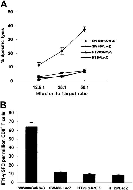 Figure 3. Identification of SSp-1 as a naturally processed and presented HLA-A2.1–restricted epitope. DC-induced human CTLs against SSp-1 were tested for specific lytic activity (A) and IFN-γ release (B) in response to genetically modified cell lines. (A) CTLs lysed pAd-SARS/S–transduced HLA-A2.1+ SW480 cells (SW480/SARS/S) but did not lyse pAd-SARS/S–transduced HLA-A2.1– HT29 cells (HT29/SARS/S) or pAd-LacZ–transduced SW480 (SW480/LacZ) and HT29 cells (HT29/LacZ). (B) CTLs elicited strong IFN-γ production in response to pAd-SARS/S–transduced SW480 cells, but only very low levels were elicited by pAd-SARS/S–transduced HT29 cells or pAd-LacZ–transduced cell lines. Results are representative of 3 independent experiments. Data represent means ± SD.