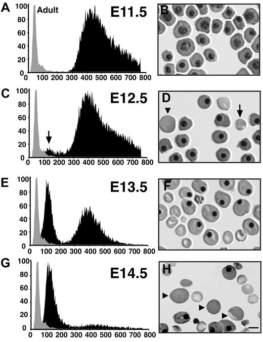 Figure 1. Changes in the cellular composition of peripheral blood between E11.5 and E14.5 of mouse gestation. (A,C,E,G) Cell size distribution of circulating embryonic blood cells (black area). An independent sample of adult murine red cells (gray area) is superimposed on each Coulter analysis. The x-axis represents cell volume (femtoliters); y-axis, relative cell number. (B,D,F,H) Peripheral blood cells stained with May-Grünwald-Giemsa. Some of the small and large enucleated red cells are marked with arrows and arrowheads, respectively. The scale bar represents 10 μm.